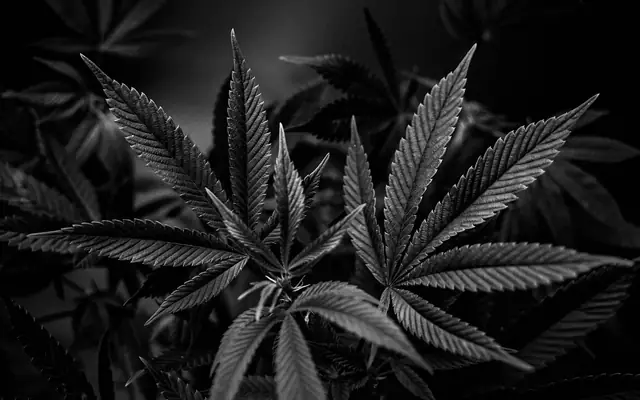 Hojas de una planta en blanco y negro: defensa por ley de drogas
